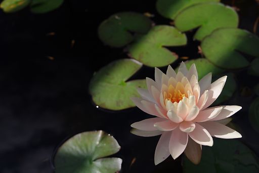 睡蓮-1　　晴れの日 草津市立水生植物公園　みずの森にて_a0031741_16151192.jpg