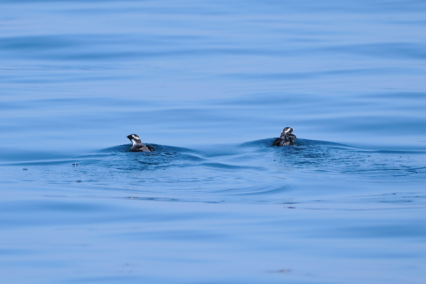 ウミスズメ(Ancient Murrelet) ～2012.06_b0148352_15414325.jpg