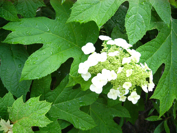 c0225153_5255851.gif