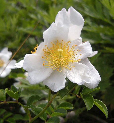a0001354_20293377.gif