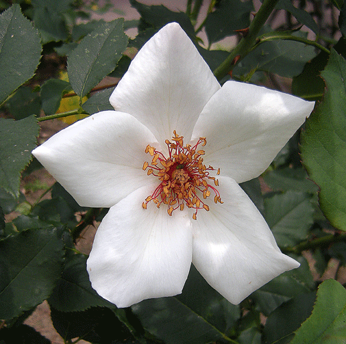 a0001354_2046468.gif