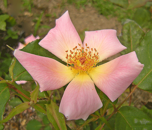 a0001354_20473245.gif