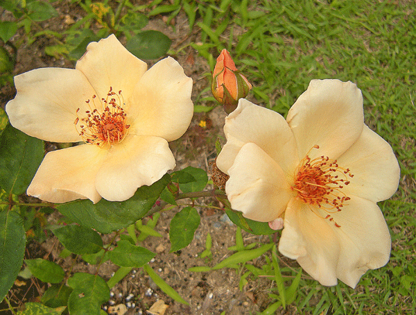 a0001354_20475810.gif