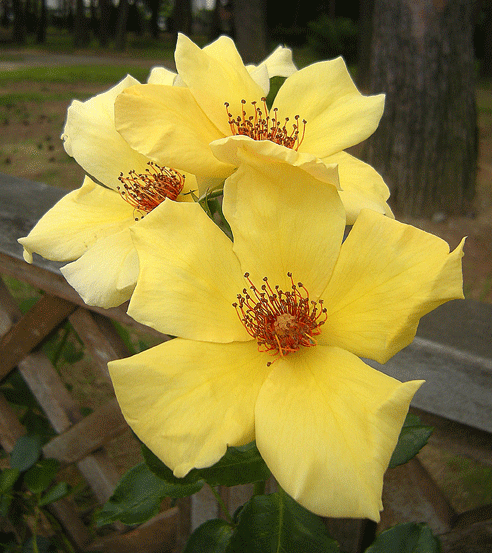 a0001354_2049627.gif