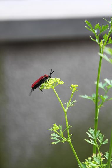 サクラ　ベランダで遊ぶ　の巻。_d0153555_221842.jpg