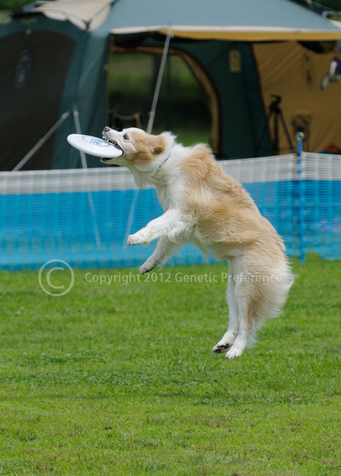 K9 GAME7th 神戸農業公園_a0111162_23303826.jpg