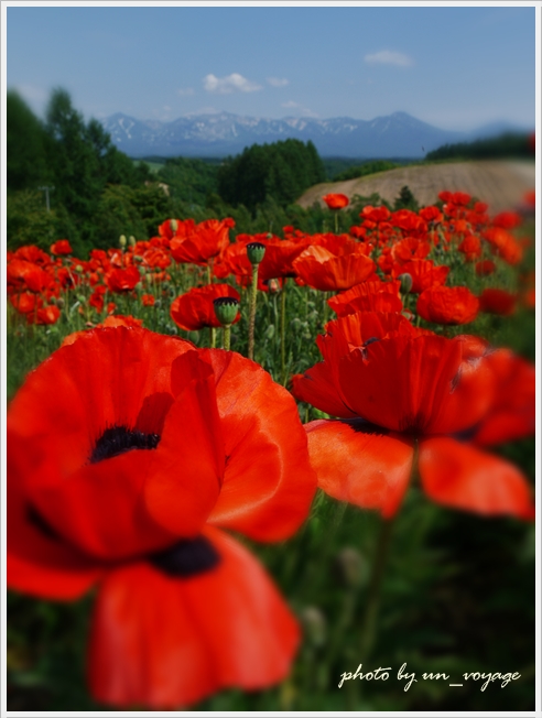 北海道旅～花より団子、団子の後は・・・_b0214764_18563524.jpg