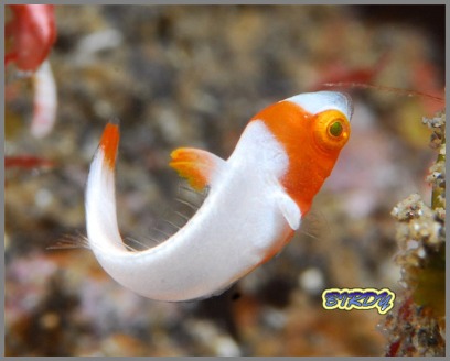 2時間DIVE_e0273365_1905597.jpg