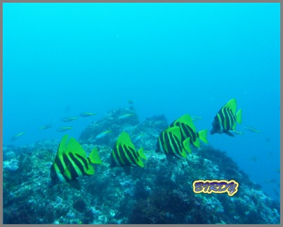 2時間DIVE_e0273365_1912516.jpg