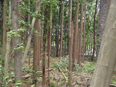 台風４号 列島縦断、六国見山森林公園で予想通り多数倒木_c0014967_1954675.jpg