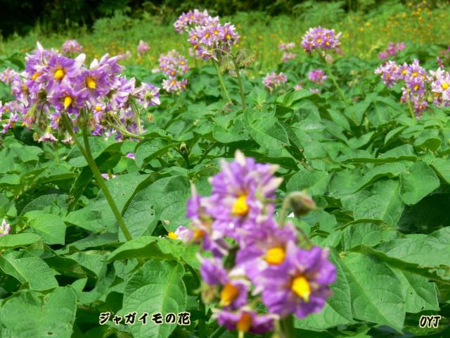 北海道の特産物 じゃがいも 花は二種類 北の小京都 松前 大橋 政義 写真展