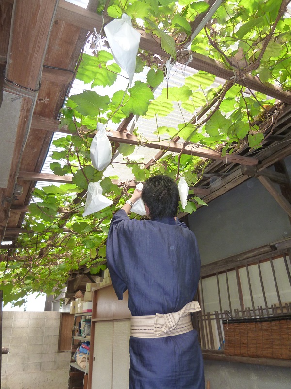 ブドウの袋かけ_d0230676_16265796.jpg