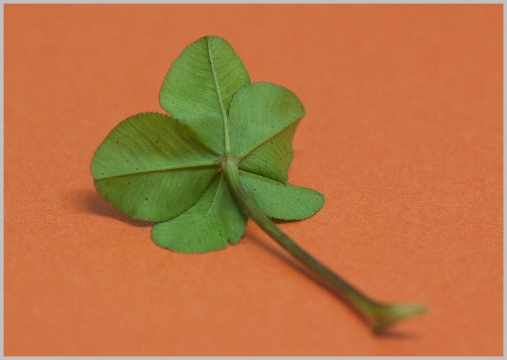 五葉のクローバー タッドの気まぐれフォト Le Foto Capricciose Di Tad