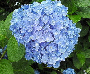 ▼雨に映える花_d0017381_2034758.jpg