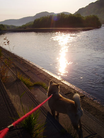 早朝の静内河川敷、きれいでした！_b0059684_13594127.jpg