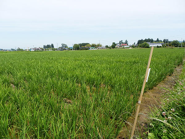 6月28日の田んぼ(上目黒小・枝野小)_d0247484_1415995.jpg