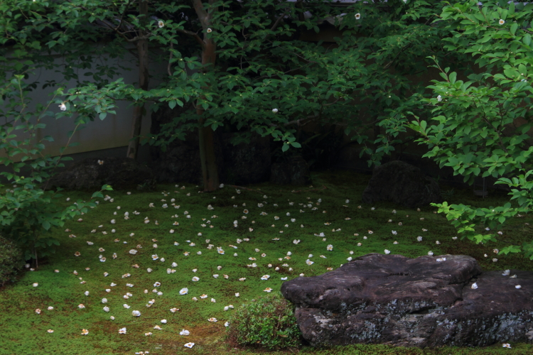 東林院（妙心寺塔頭）_e0051888_2264321.jpg