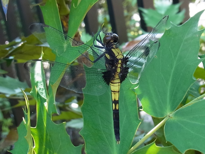 コシアキトンボのメス 未成熟個体 いや オオシオカラトンボのメス 写ればおっけー コンデジで虫写真 コシアキトンボのメス 未成熟個体 いや オオシオカラトンボのメス 写ればおっけー コンデジで虫写真