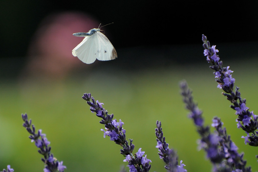 2012 06 24 撮影 残_a0143491_20471947.jpg