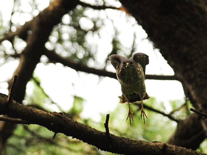 巣作りを決して諦めないツミ夫婦/Japanese Lesser Sparrowhawk_a0223993_033354.jpg