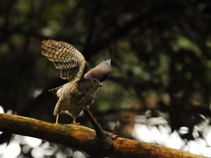 巣作りを決して諦めないツミ夫婦/Japanese Lesser Sparrowhawk_a0223993_034263.jpg