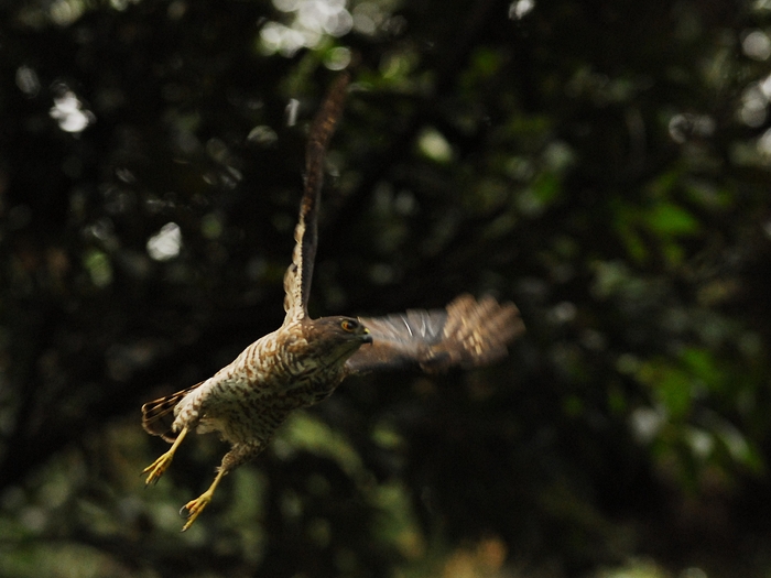 巣作りを決して諦めないツミ夫婦/Japanese Lesser Sparrowhawk_a0223993_0343468.jpg