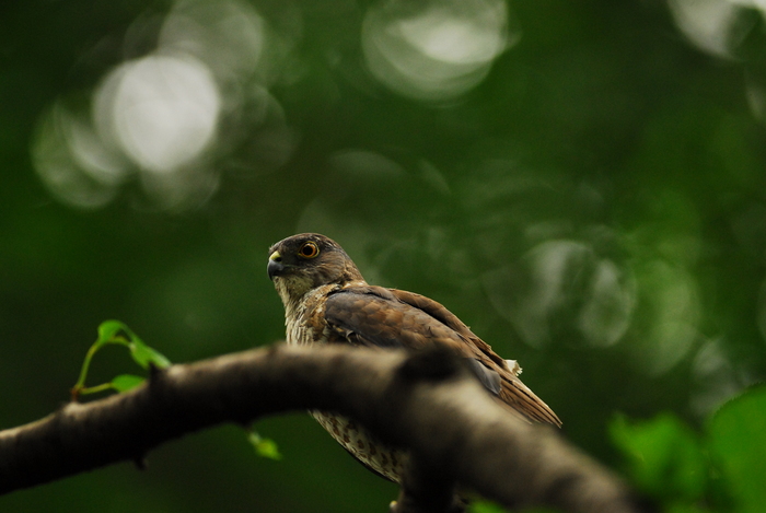 巣作りを決して諦めないツミ夫婦/Japanese Lesser Sparrowhawk_a0223993_0465070.jpg