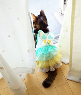 きなこのワクチンとマイクロチップ。_d0224894_12324911.jpg