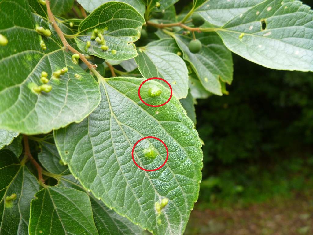 クロオビカイガラキジラミ 虫央堂