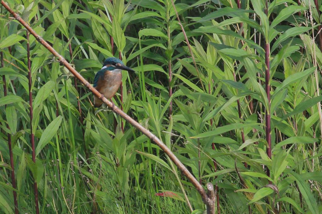 カワセミの雛、公園にて/ブルーベリー_b0024798_4392596.jpg