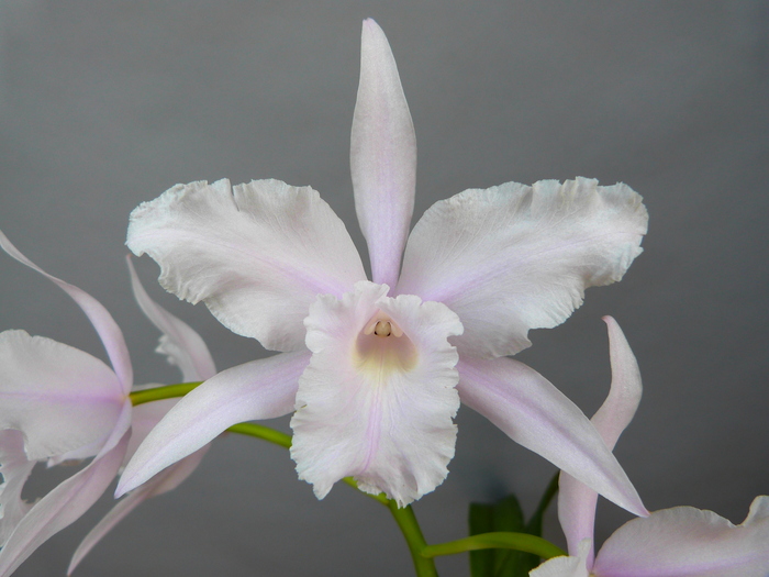 Cattleya lobata fma. concolor 'Misato' : 花咲か父さん 洋らん栽培