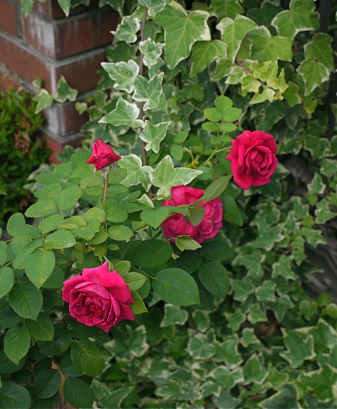 e0163202_19222419.jpg