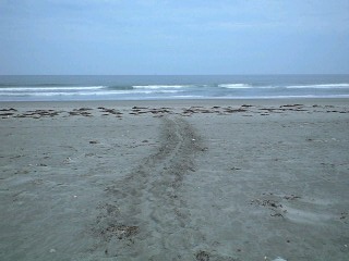 e0239907_1147937.jpg