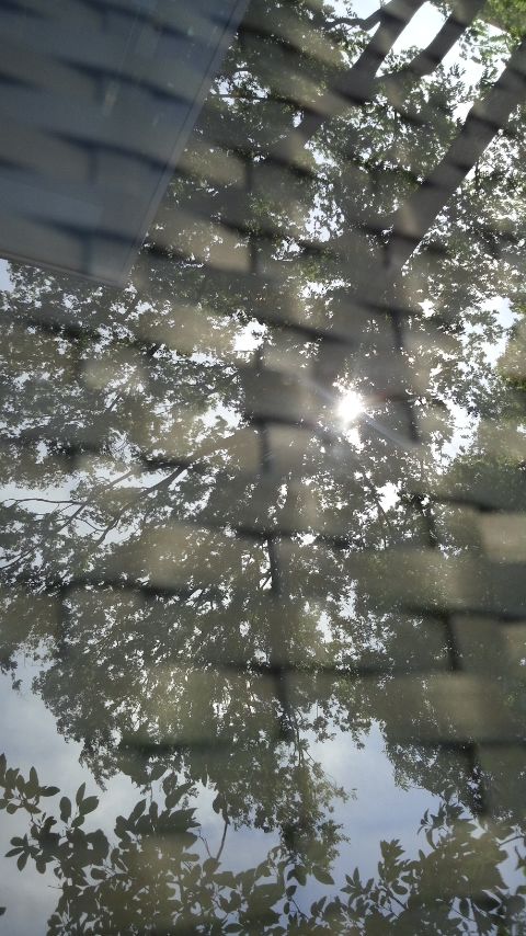 梅雨の晴れ間_f0155808_7404667.jpg