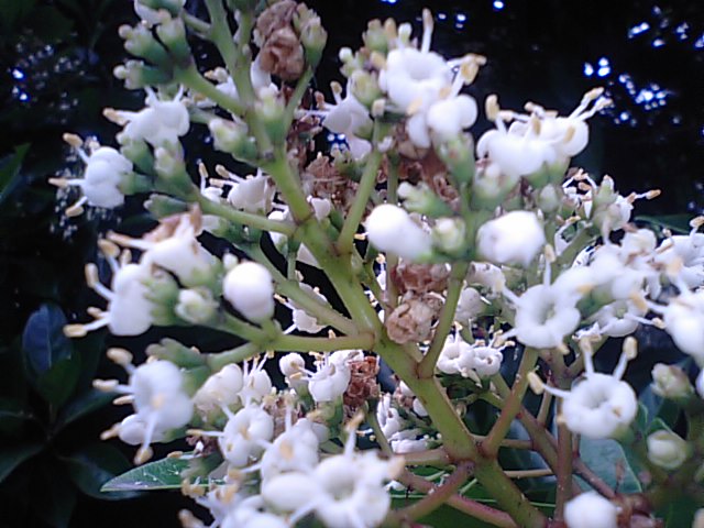 サンゴジュ 珊瑚樹 の花が咲いてました 徳ちゃん便り