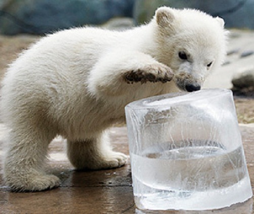 ロシア極北・ヤクーツク動物園のコルィマーナのパートナーはレニングラード動物園のロモノーソフに決定か?_a0151913_22155292.jpg