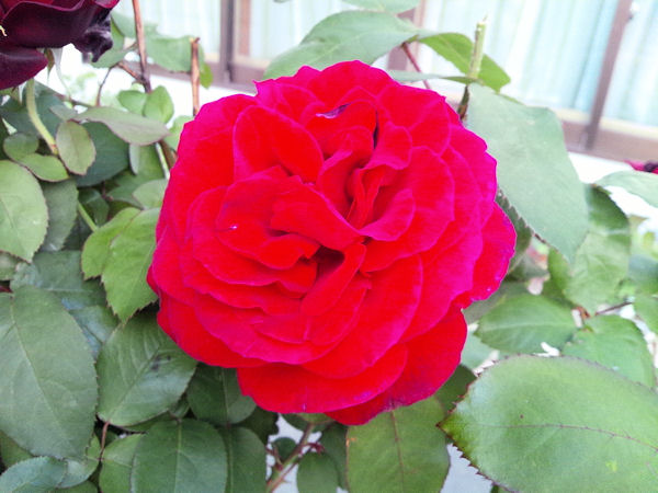 e0126914_051084.jpg