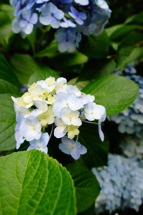 紫陽花_f0215714_9172049.jpg