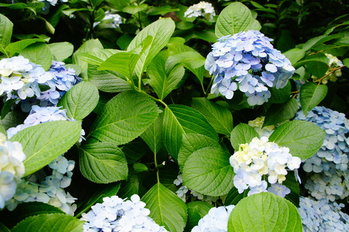 紫陽花_f0215714_9223487.jpg