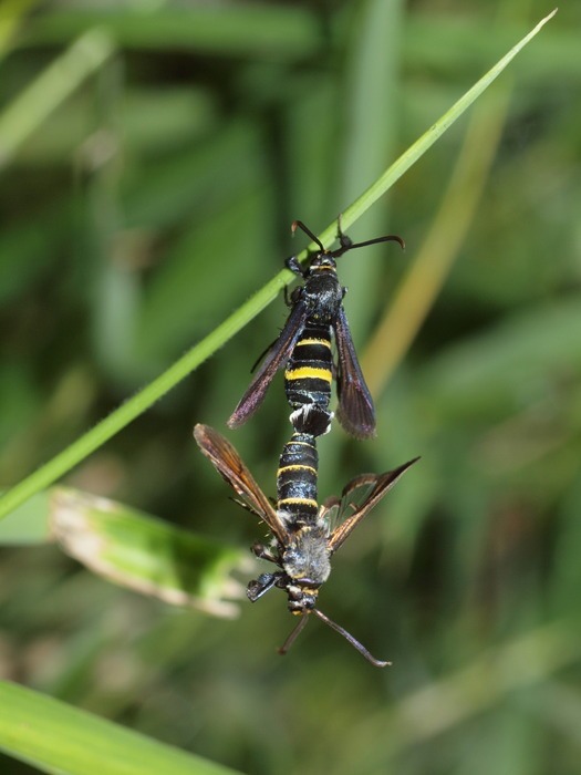 ヒメアトスカシバ_c0116915_161140.jpg