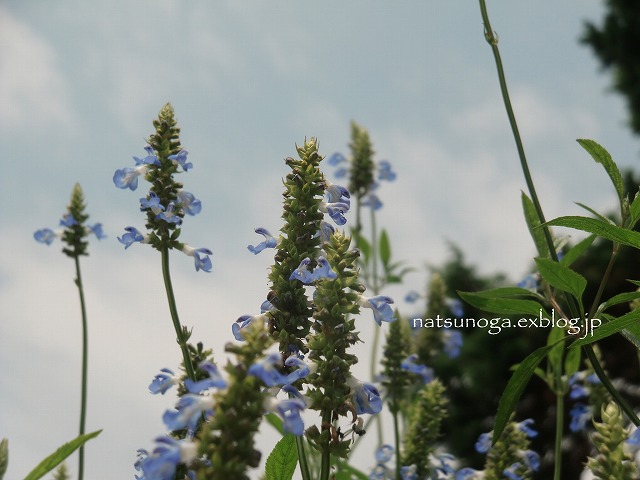 涼しげな花_b0141916_18133970.jpg