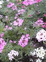 京都府立植物園_b0212316_18203848.jpg