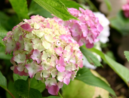 紫陽花、紫陽花、、、御霊神社にて_e0021129_1457355.jpg