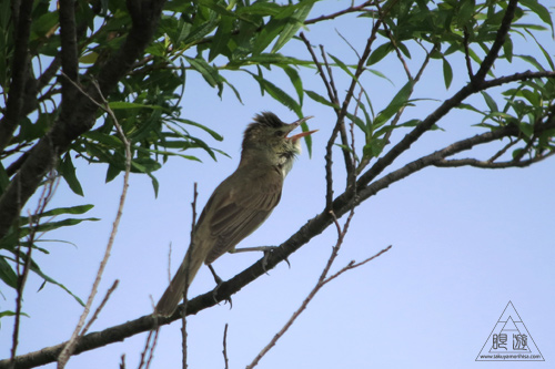 237 米子水鳥公園 ~デジスコの練習~_c0211532_12201020.jpg