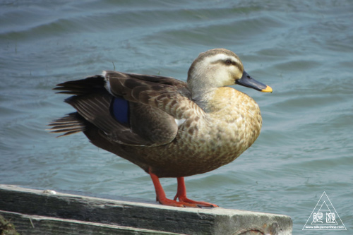 237 米子水鳥公園 ~デジスコの練習~_c0211532_12312968.jpg