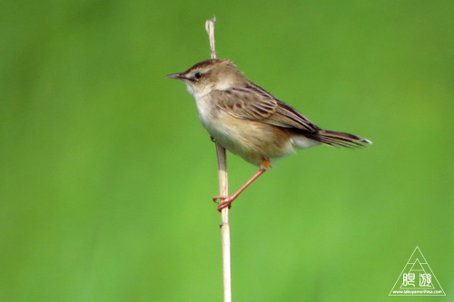 237 米子水鳥公園 ~デジスコの練習~_c0211532_12561670.jpg