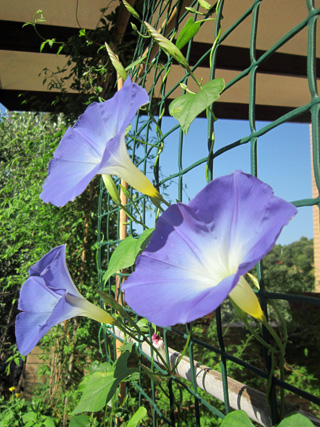 空色の花が咲いたよ_f0234936_7181469.jpg