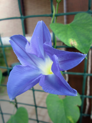 空色の花が咲いたよ_f0234936_7182863.jpg