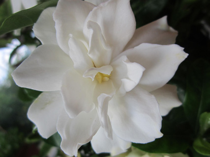空色の花が咲いたよ_f0234936_7192728.jpg