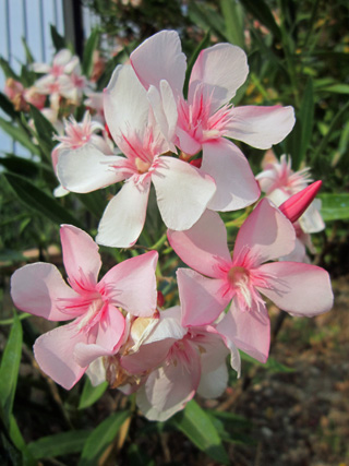 空色の花が咲いたよ_f0234936_719447.jpg